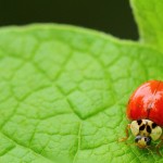 Ladybug1