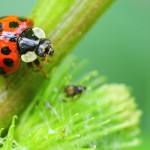 Ladybug2