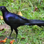 Great-tailed Grackle (male)