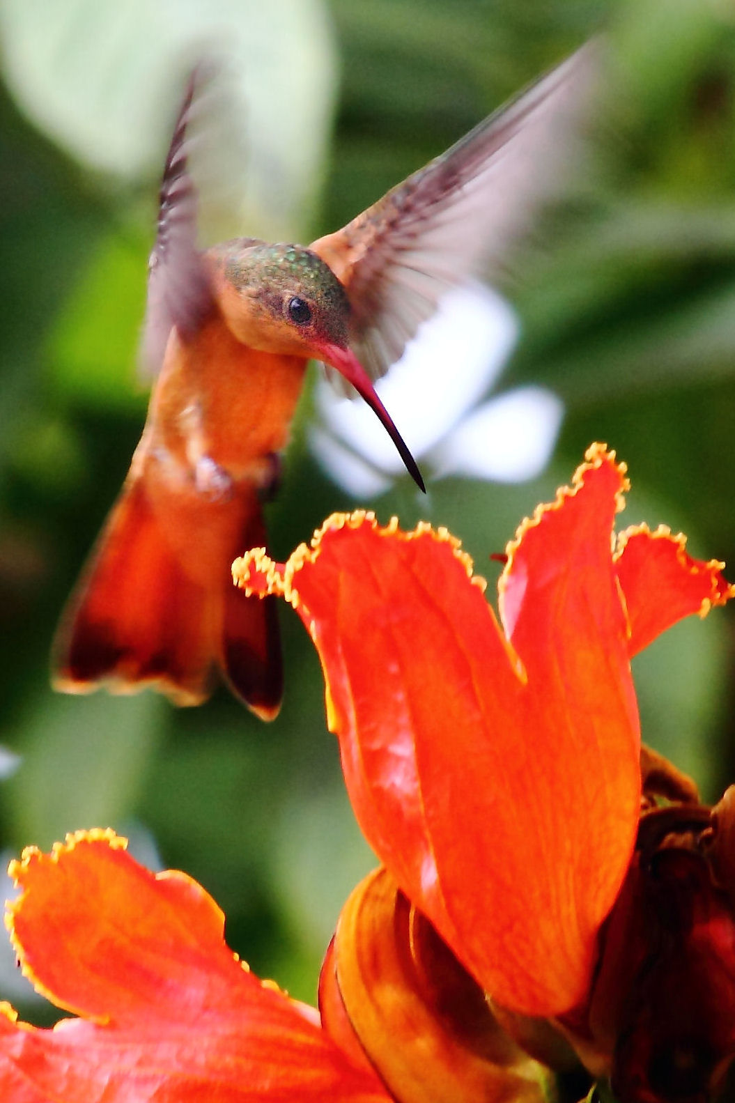 Cinnamon Hummingbird Tim J Hopwood Images