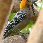 Golden-cheeked Woodpecker