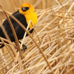 Yellow-Headed Blackbird (male)