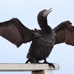 Little Black Cormorant