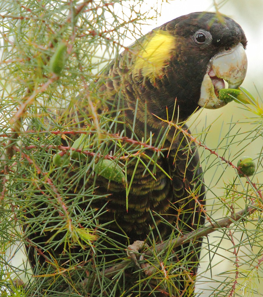 Yellow-tailed Black Cockatoo