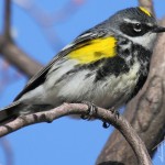 Yellow-Rumped Warbler (Myrtle) - male