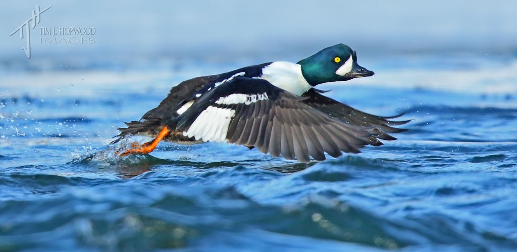 A Barrow's Goldeneye in mid take-off....a lifer for me!