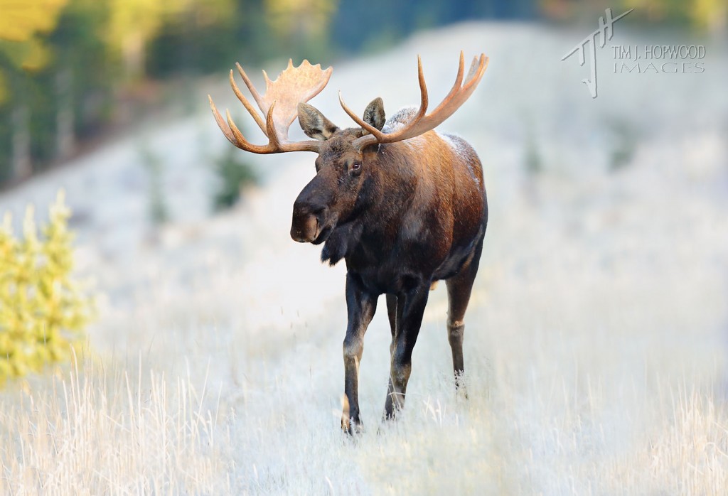 Bull Moose-1