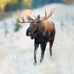 Bull Moose-1