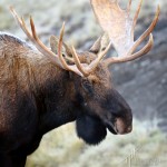Bull Moose-2