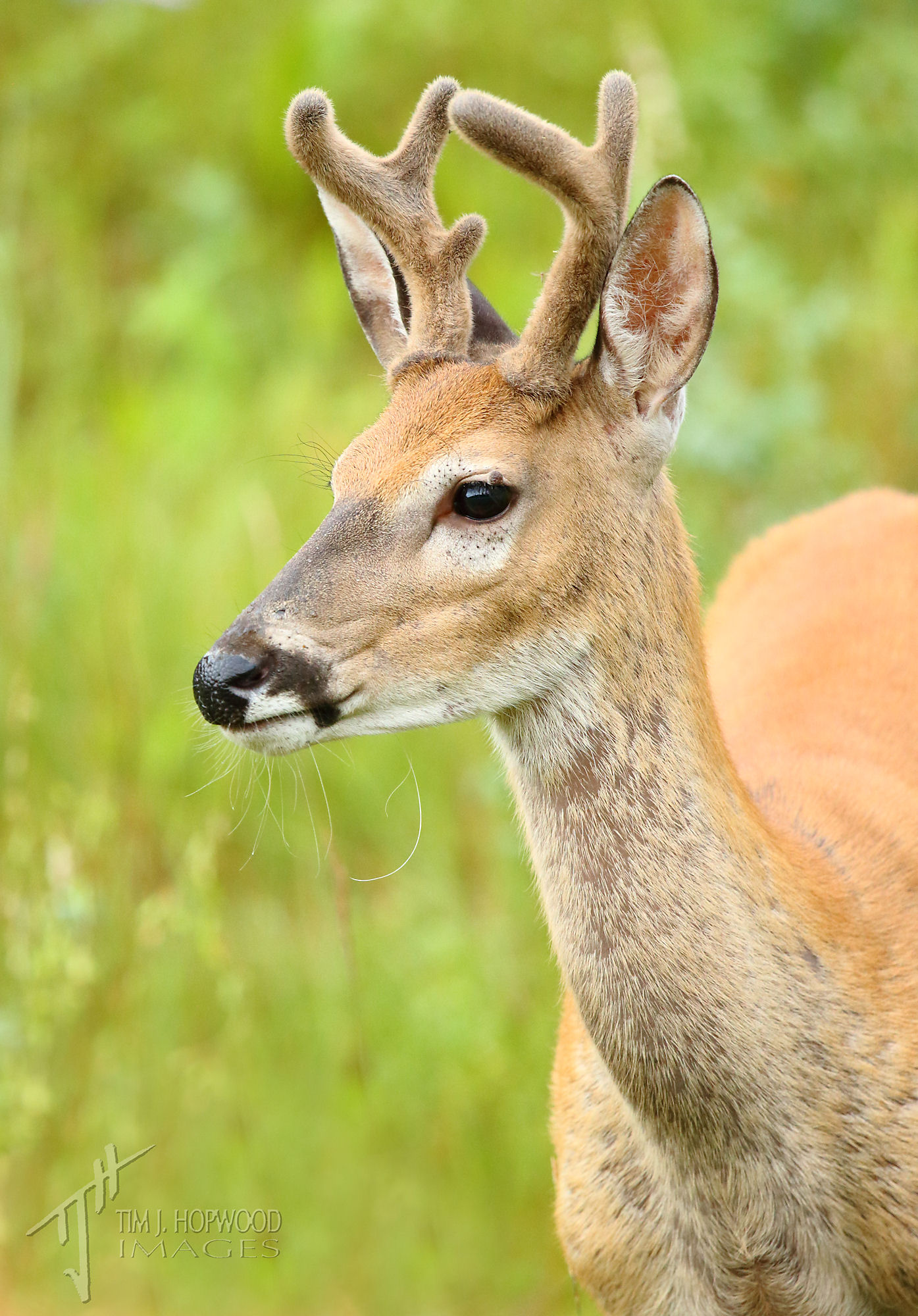 aWhite-tail_Deer
